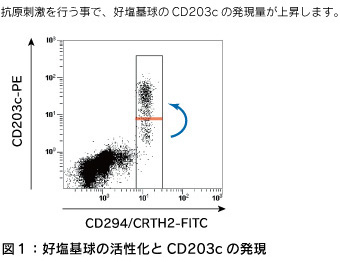 図１：好塩基球の活性化とCD203cの発現