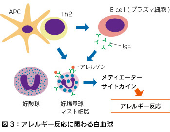 図3：アレルギー反応に関わる白血球