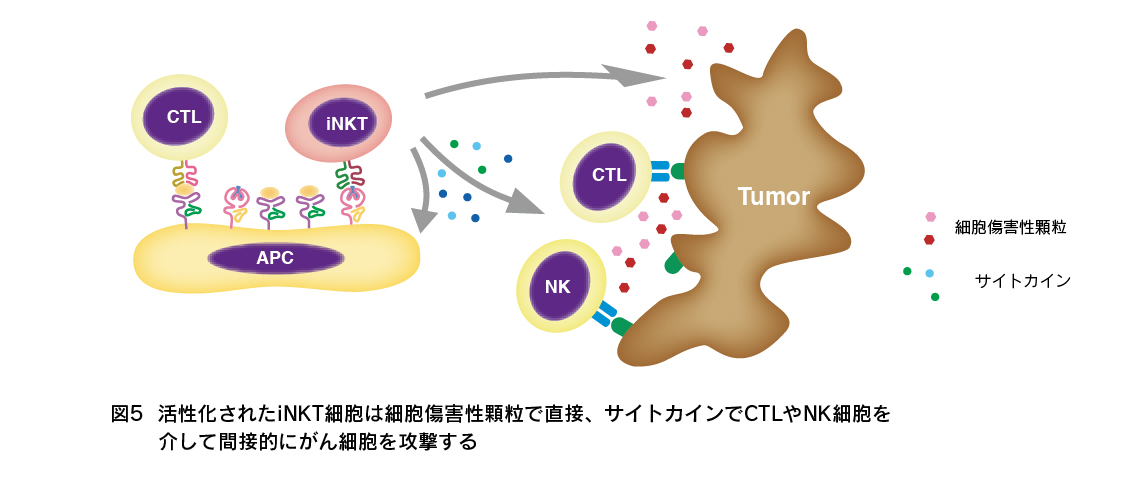 図5  活性化されたiNKT細胞は細胞傷害性顆粒で直接、サイトカインでCTLやNK細胞を介して間接的にがん細胞を攻撃する