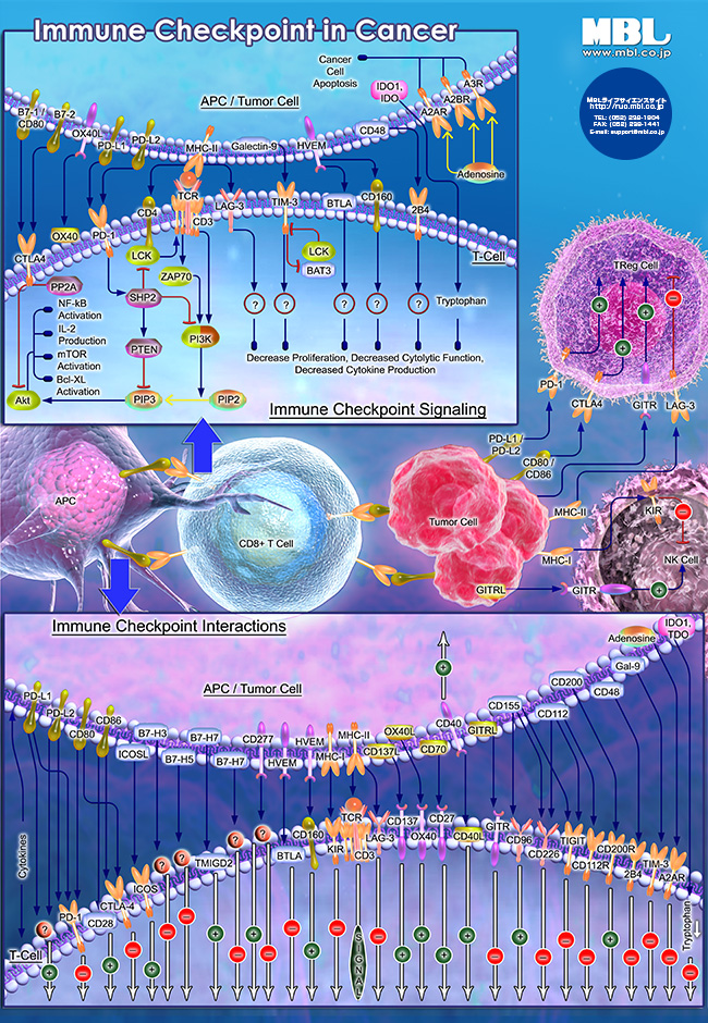 Immuno-Oncology Pathway