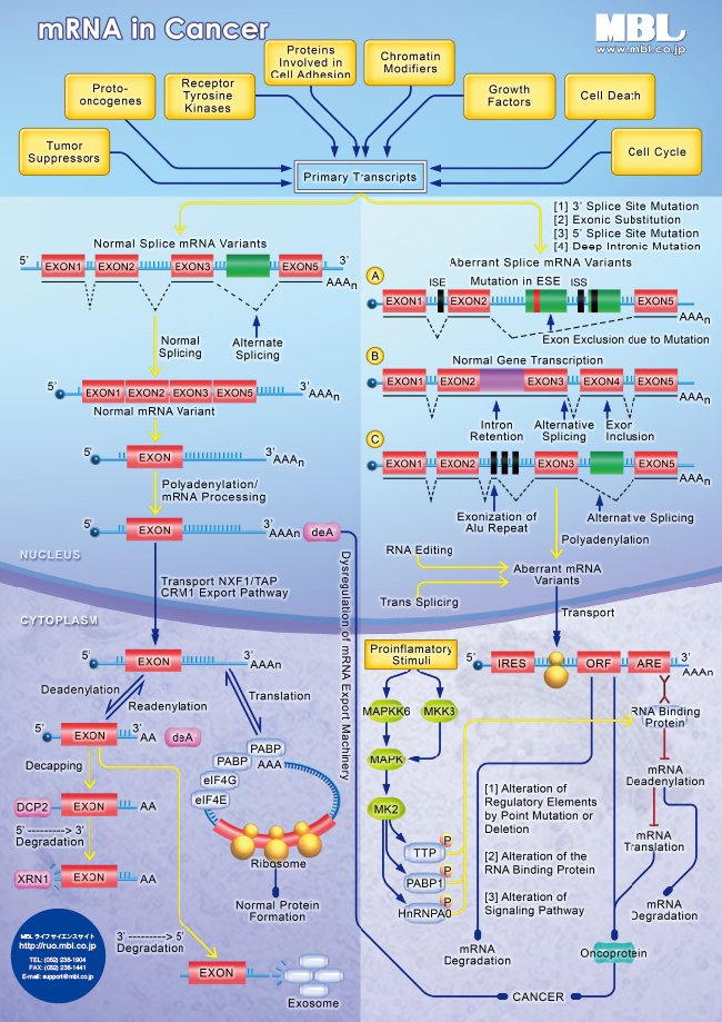 mRNA in Cancer