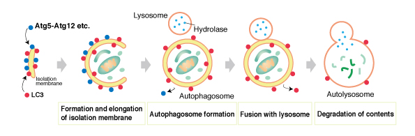 What is autophagy?