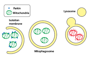 Mitochondrial death