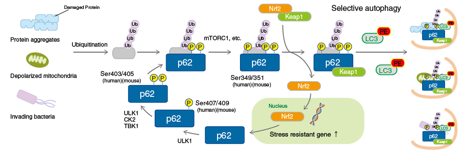 p62-Keap1-Nrf2 pathway