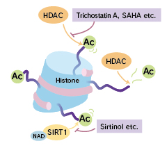 Histone