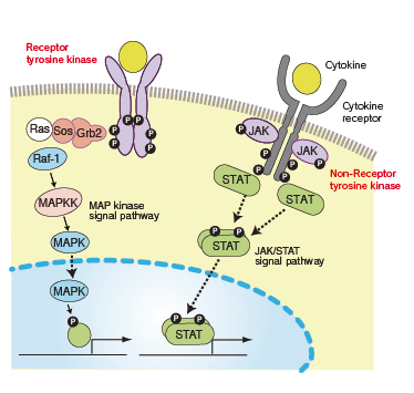 Steroid hormone receptor activity