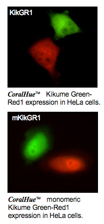 Kikume Green Red1 and monomeric Kikume Green-Red1