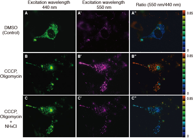 Detecting mitophagy with mitochondria-targeted Keima-Red and Parkin