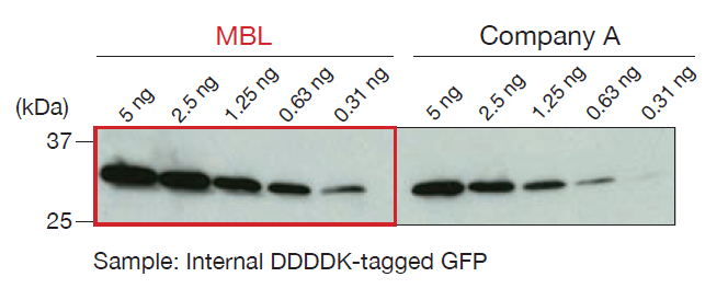 Anti-DDDDK-tag mAb (Clone: FLA-1) WB