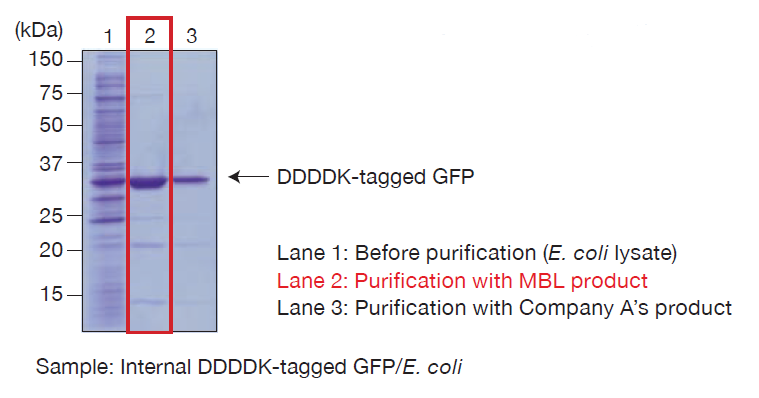 DDDDK-tagged Protein PURIFICATION KIT
