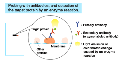 Blocking and probing with antibodies