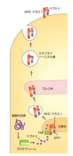 MHCクラスIと細胞内抗原ペプチド