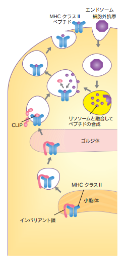 MHCクラスIIと細胞外抗原ペプチド