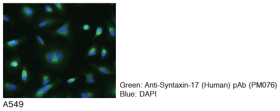 Anti-Syntaxin-17 (Human) pAb（Code No. PM076）のImmunocytochemistry