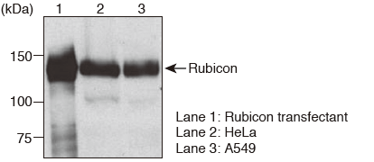 Anti-Rubicon (Human) mAb（Code No. M170-3, Clone:1H6）Immunoprecipitation