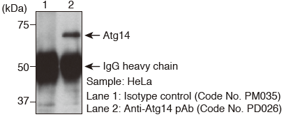 Anti-Atg14 pAb（Code No. PD026）Immunoprecipitation