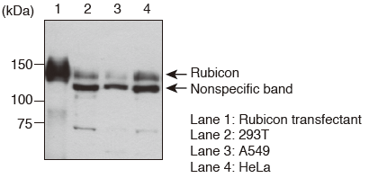 Anti-Rubicon (Human) pAb（Code No. PD027）Western blotting