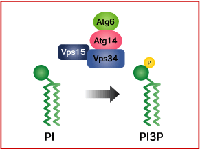 Vps34 PI3キナーゼ複合体図