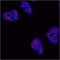 Anti-DDX21 pAb　免疫蛍光細胞染色像