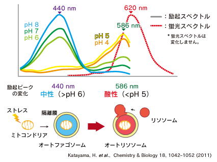 Keima-Redによるマイトファジ−活性モニタリング原理
