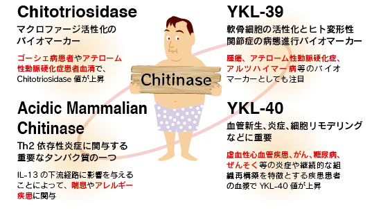Chitinase関連分子とその機能・関連疾患