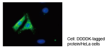 Anti-DDDDK-tag mAb (Clone: FLA-1) 細胞染色