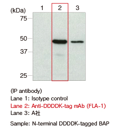 Anti-DDDDK-tag mAb (Clone: FLA-1) 免疫沈降
