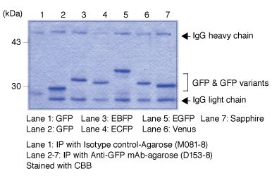 Anti-GFP mAb (1E4) アガロース標識品 IP of GFP variants