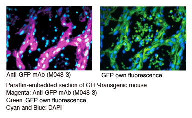 Anti-GFP mAb (1E4) IH Fluorescence