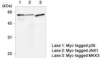 Myc-tag mAb（Clone:PL14) WB