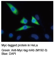 Anti-Myc-tag mAb (Clone: My3) IC