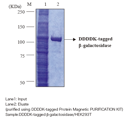 c-Myc-tagged Protein Magnetic Purifi cation kitによるc-Myc-tag融合GSTタンパク質の精製