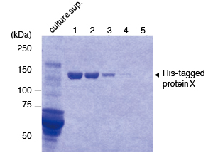 His-tagged Protein PURIFICATION GEL with Elution Peptide (3311)を用いたC末端His tagタンパク質Xの精製