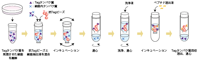 タグ融合タンパク質精製法の概略図