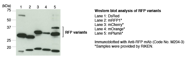 Anti-RFP mAb (1G9) WB of RFP variants
