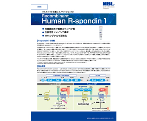 Recombinant Human R-spondin 1パンフレット