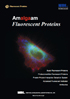 Amalgaam Fluorescent Proteins