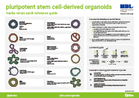 Qkine社 多能性幹細胞由来オルガノイドポスター