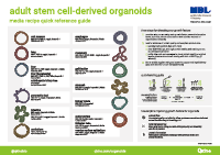 Qkine社 生体組織幹細胞由来オルガノイドポスター