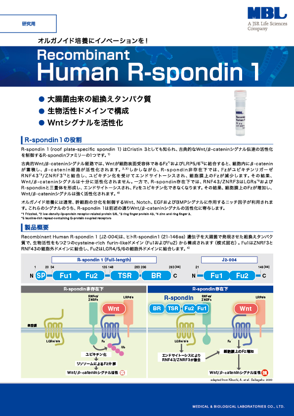 Recombinant Human R-spondin 1パンフレット