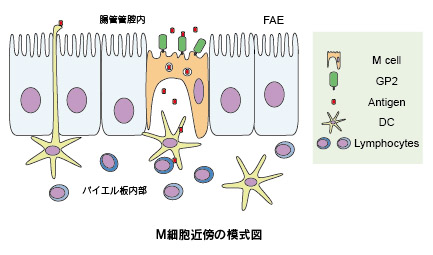 図1　腸管とM細胞