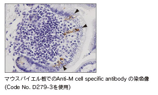 写真2　M cell免疫組織染色