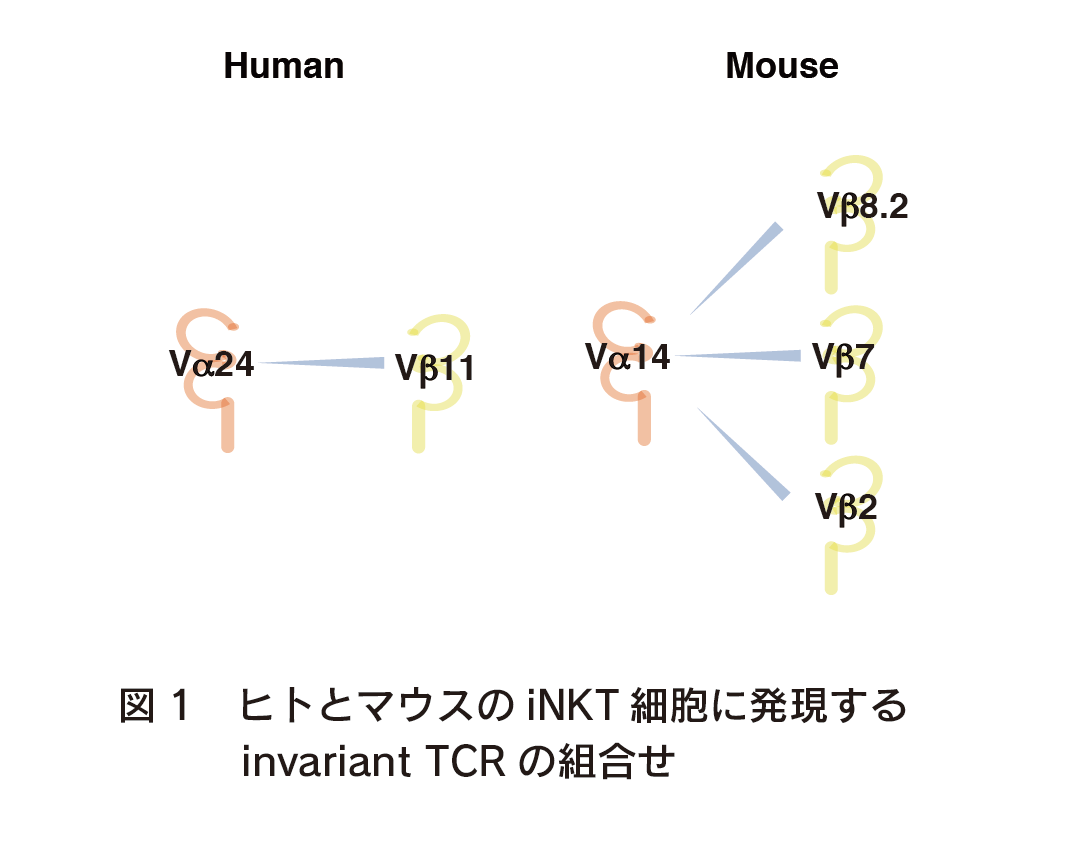 ヒトとマウスのiNKT細胞に発現するinvariant TCRの組合せ