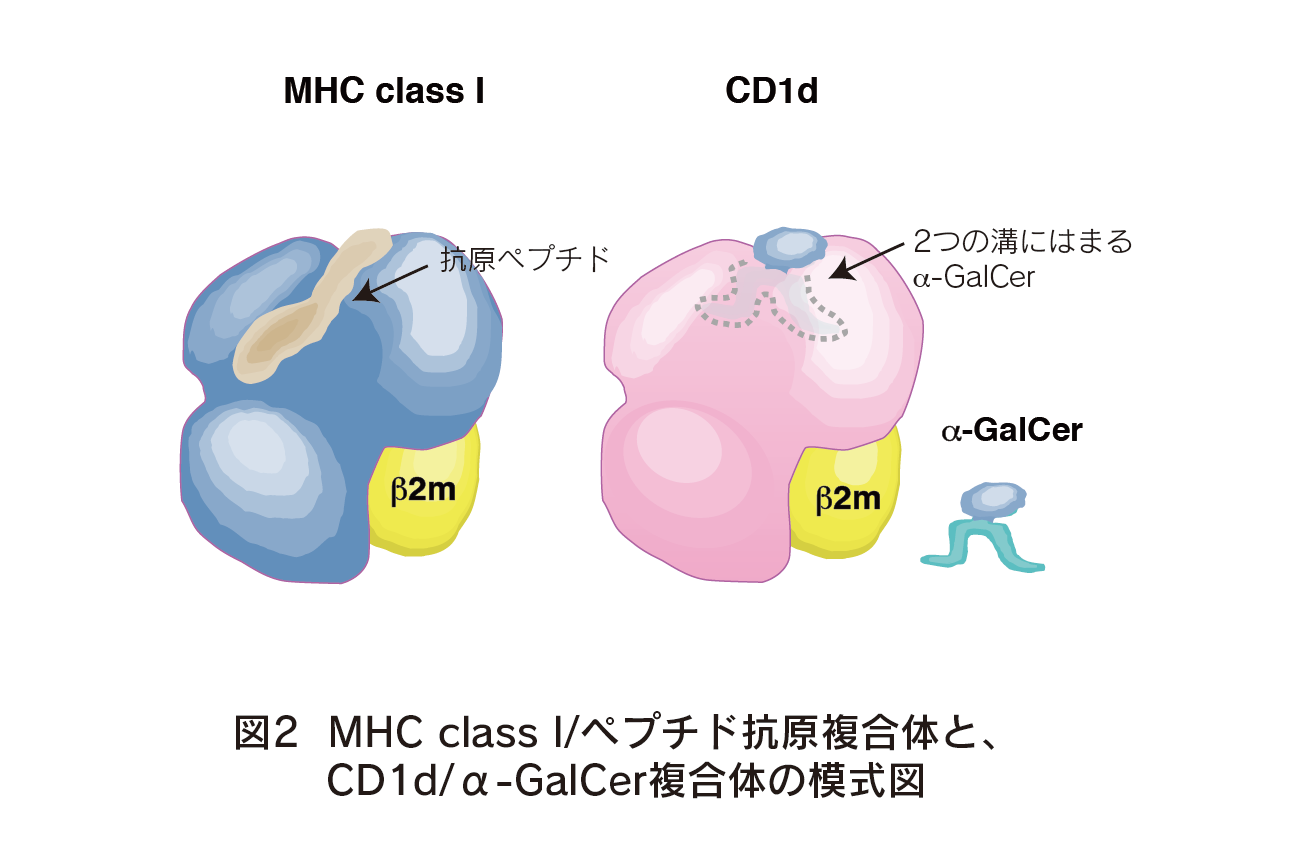 図2　 MHC class I/ペプチド抗原複合体と、CD1d/α-GalCer複合体の模式図