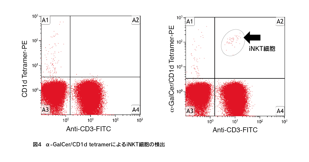 図4  α-GalCer/CD1d tetramerによるiNKT細胞の検出