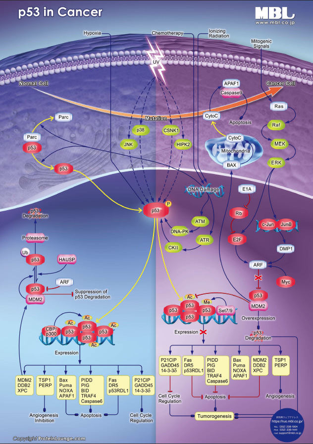 p53 in Cancer | MBLライフサイエンス