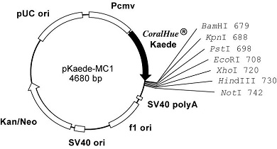 Plasmid map of pKaede-MC1