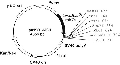 Plasmid map of pmKO1-MC1