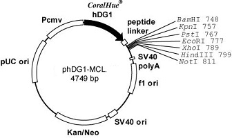 Plasmid map of phDG1-MCL