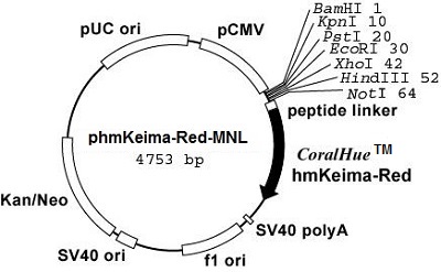 Plasmid map of phmKeima-Red-MNL